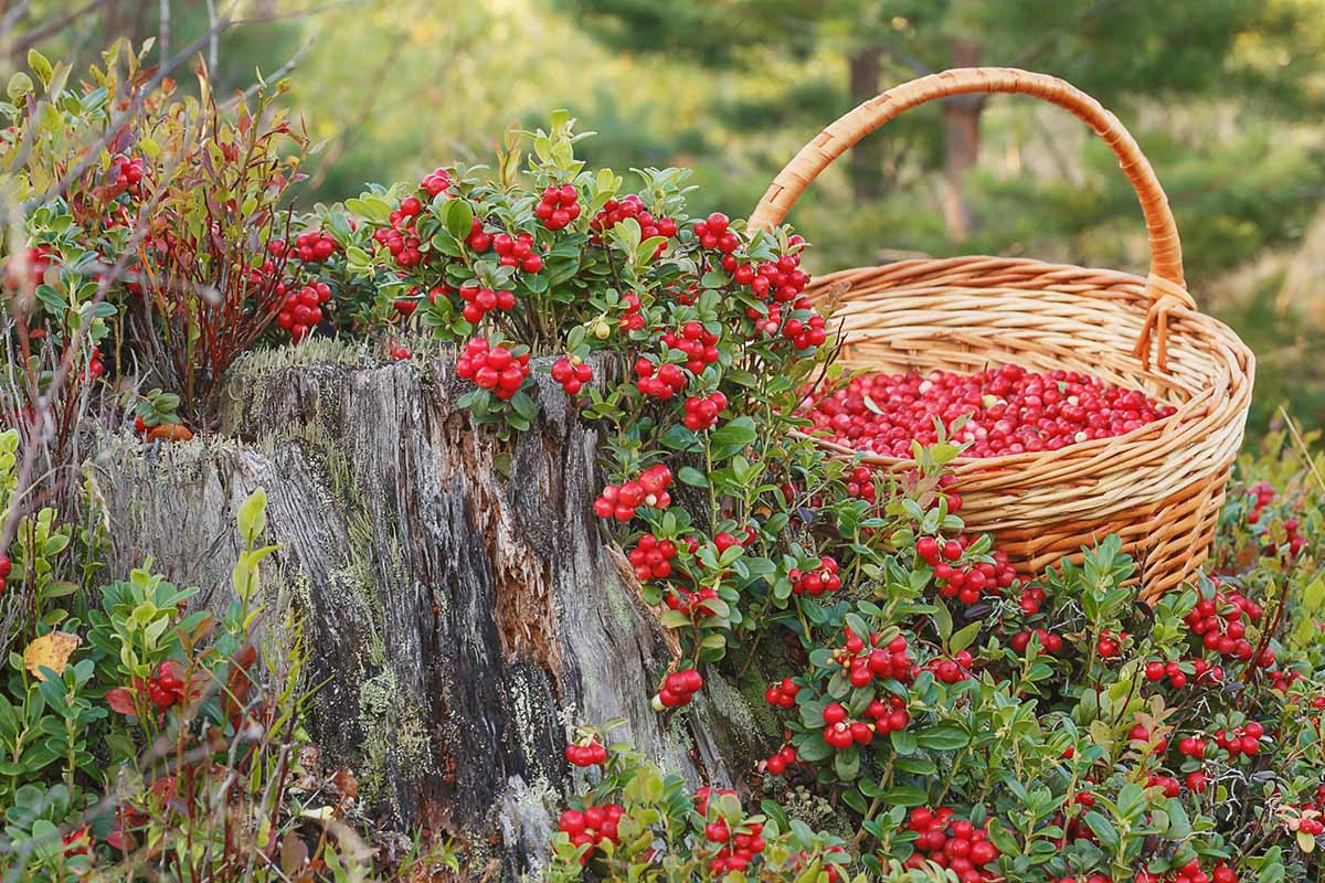 A close up horizontal image of lingonberries growing on a dead tree stump, with a basket filled with the red fruits set on the ground next to it.