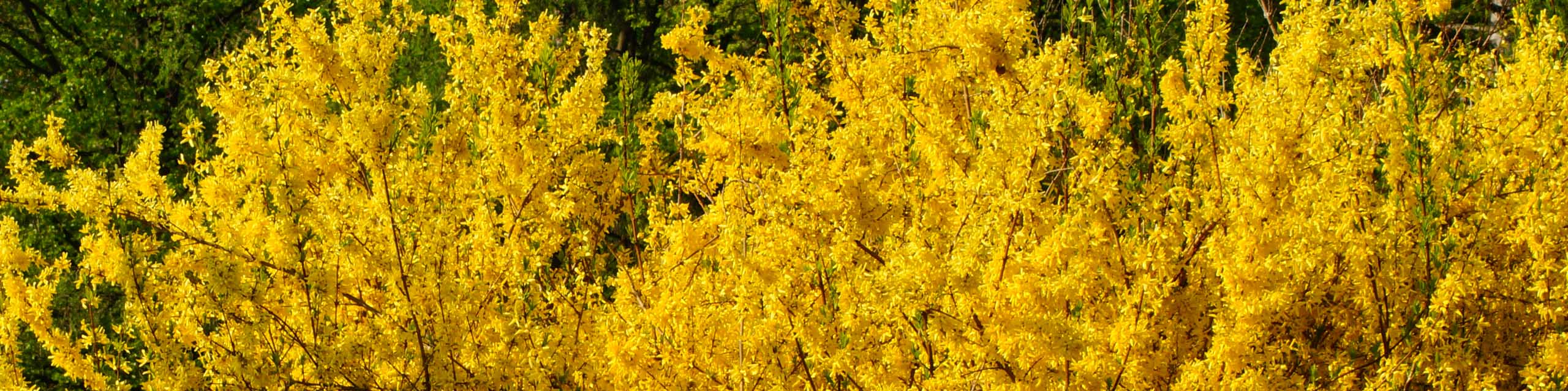 Forsythia bush with yellow flowers in the spring.