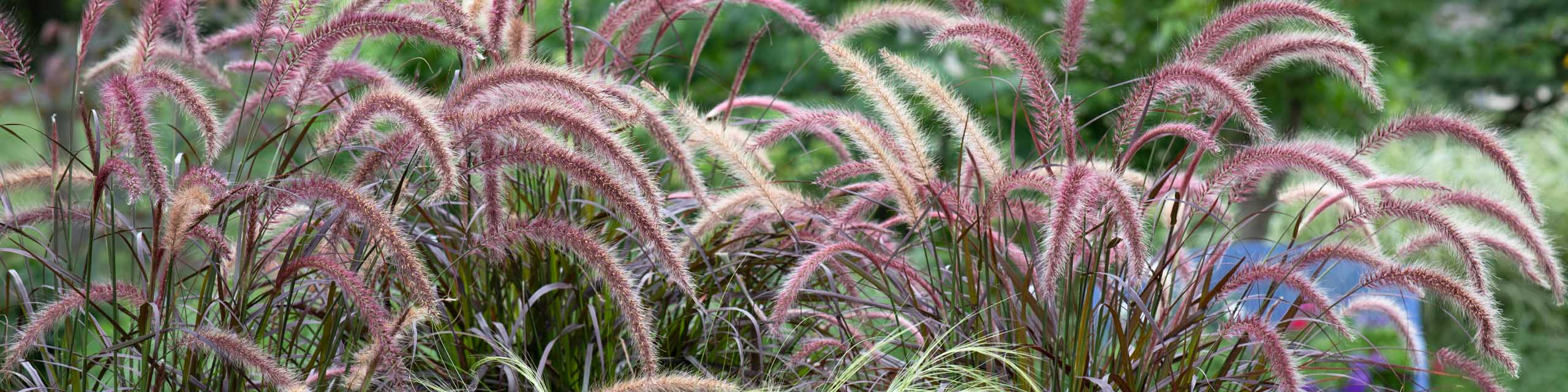 Various ornamental fountain grasses at the height of summer.