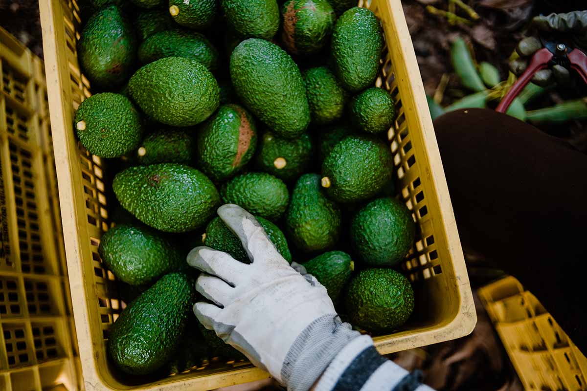 A close up horizontal image of a pile of freshly harvested avocados in a plastic crate.