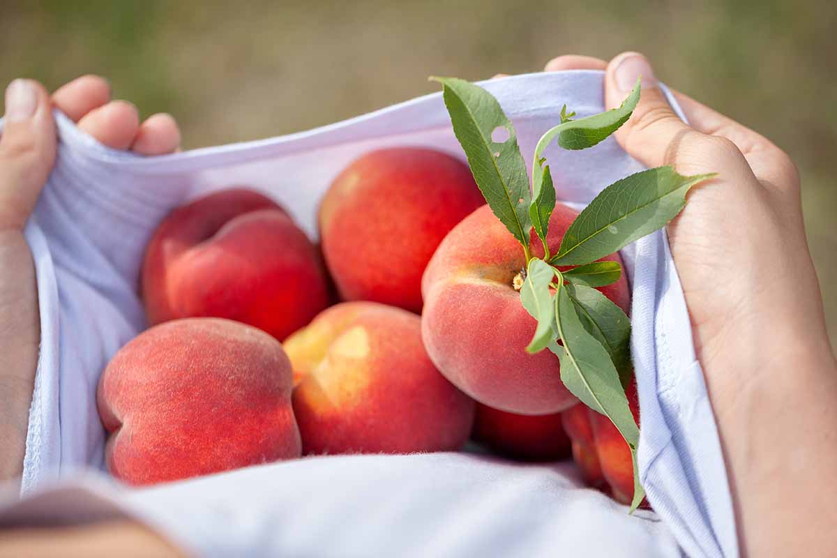 A close up horizontal image of freshly harvested peaches pictured on a soft focus background.
