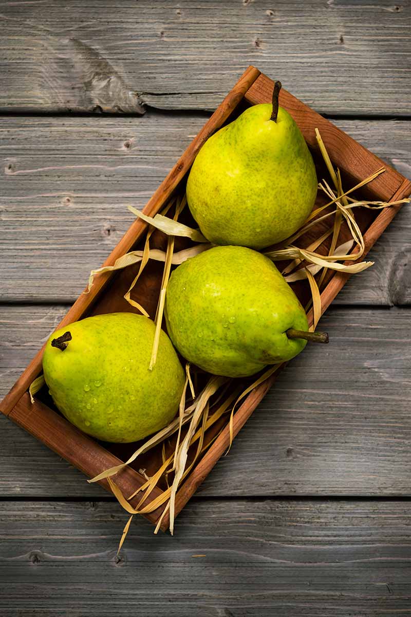 A close up vertical image of three 'Bartlett' pears in a small wooden tray on a wooden surface.