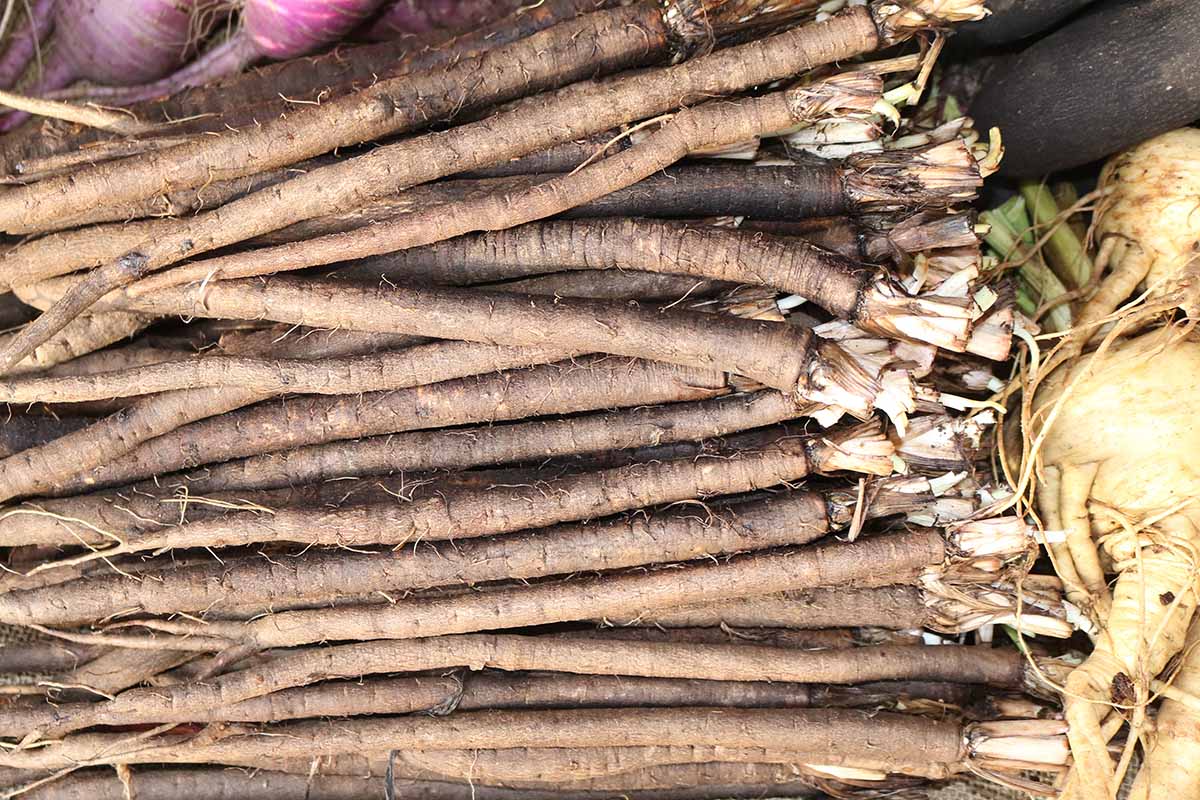 A close up horizontal image of a pile of freshly harvested and cleaned salsify (Tragopogon porrifolius) roots.