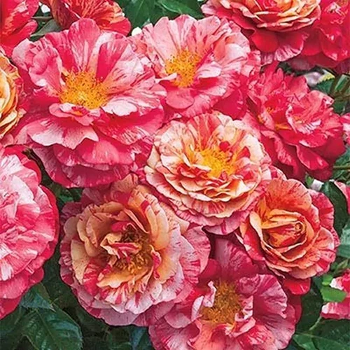 A square image of colorful 'Frida Kahlo' roses growing in the garden.