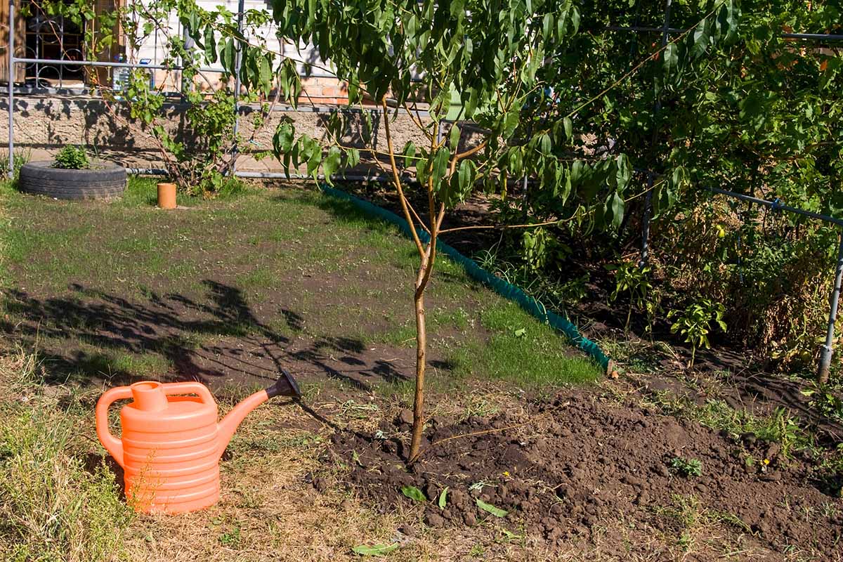 A horizontal image of a newly planted peach tree in the garden with a plastic watering can next to it.