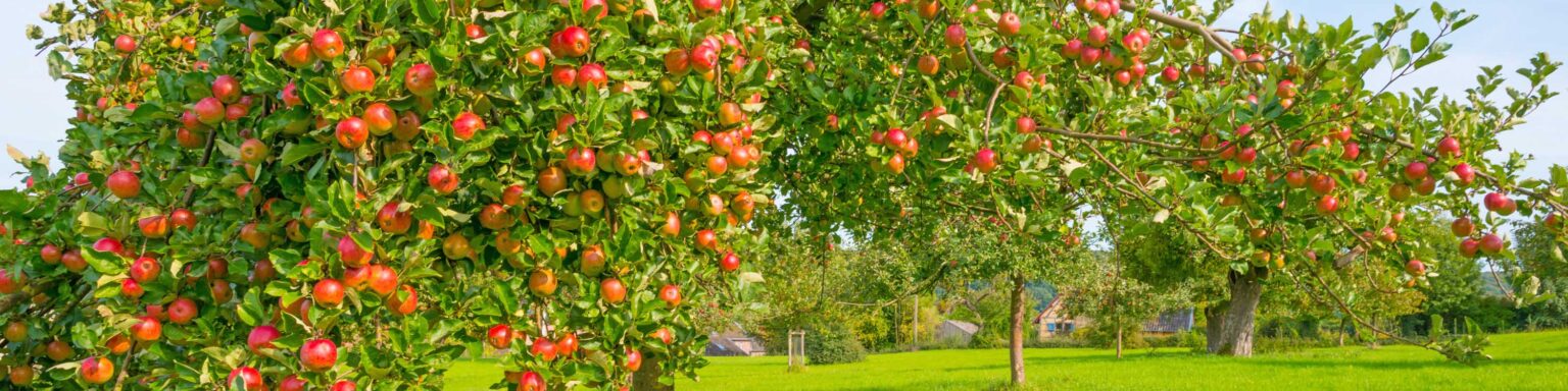 Fruit Tree Growing Guides Tips And Information Gardener s Path fruit-tree-growing-guides-tips-and-information-gardener-s-path