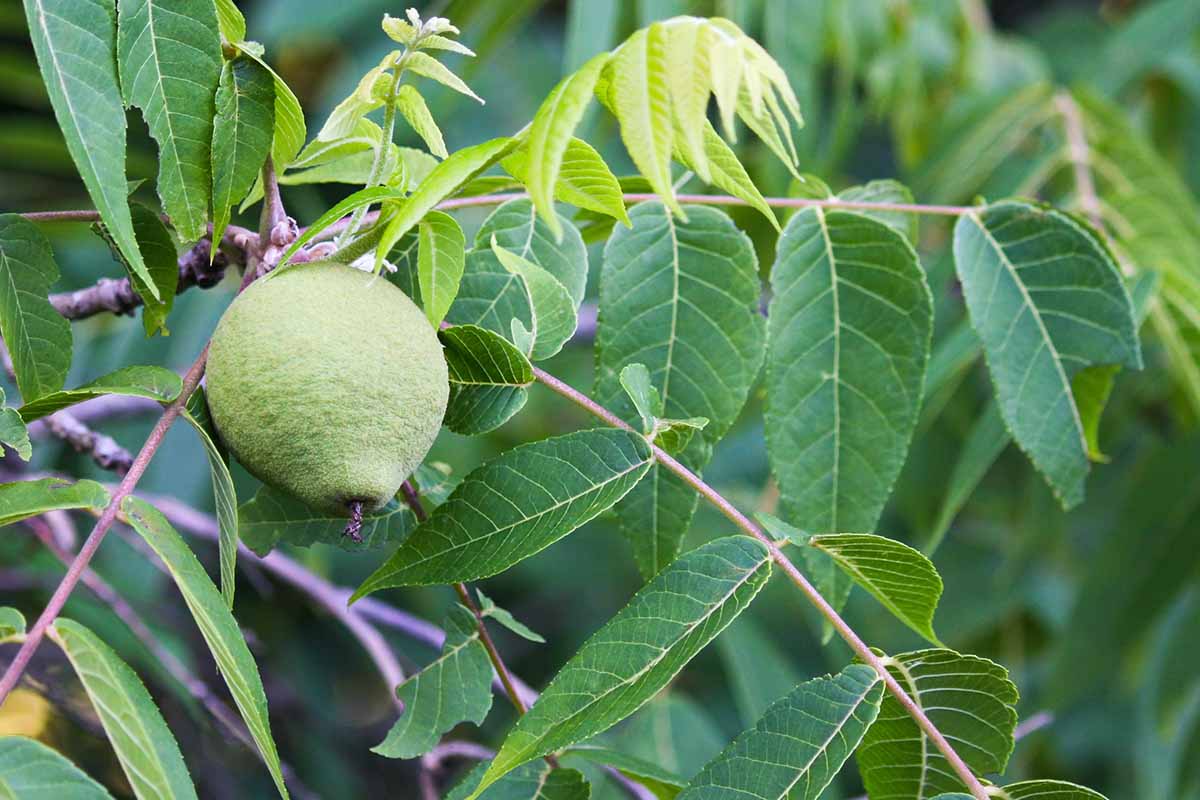 How To Grow And Care For Black Walnut Trees | Gardener'S Path