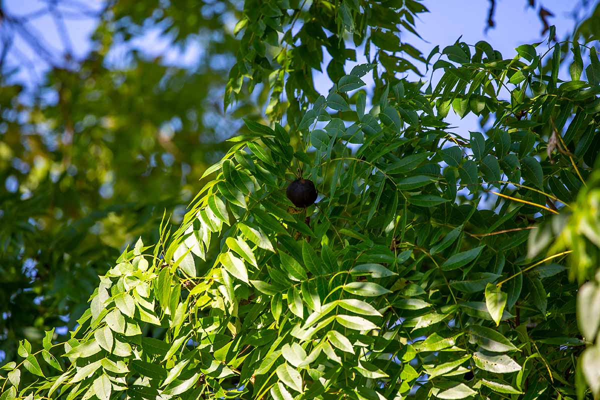 A close up horizontal image of the fruit and foliage of a black walnut (Juglans nigra) tree.