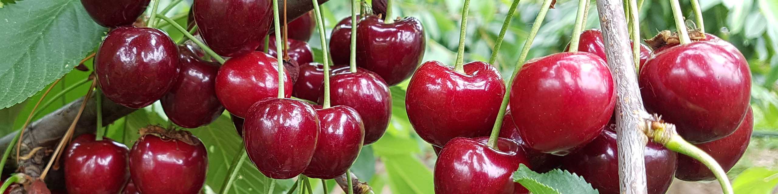 Close up of cherry fruit hanging from a tree.