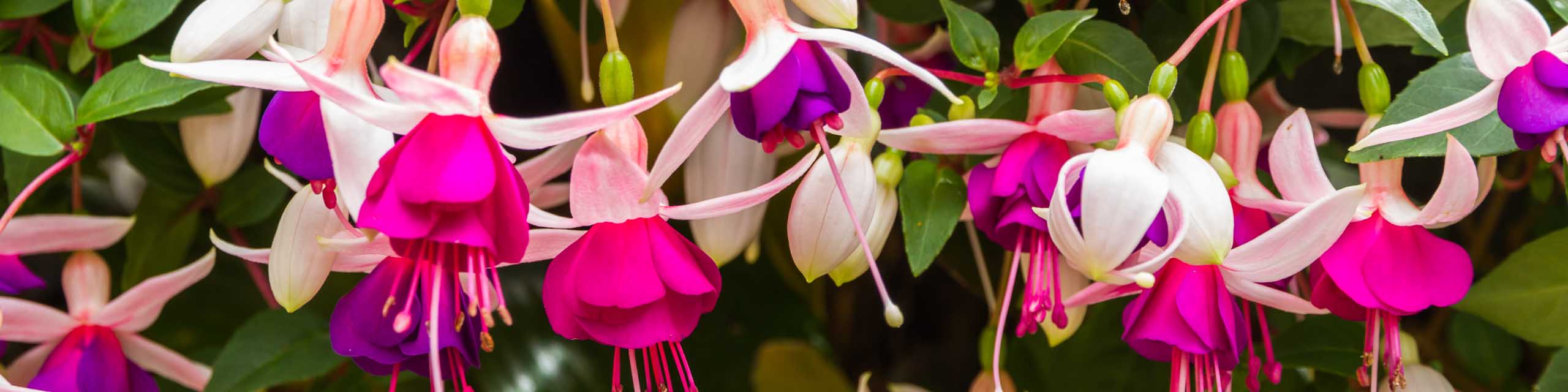 Close up of white and purple fuchsia flowers in bloom.
