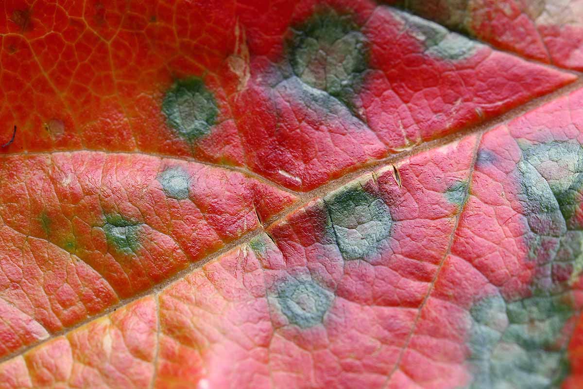 A close up horizontal image of a red leaf with dark splotches of fungal disease.