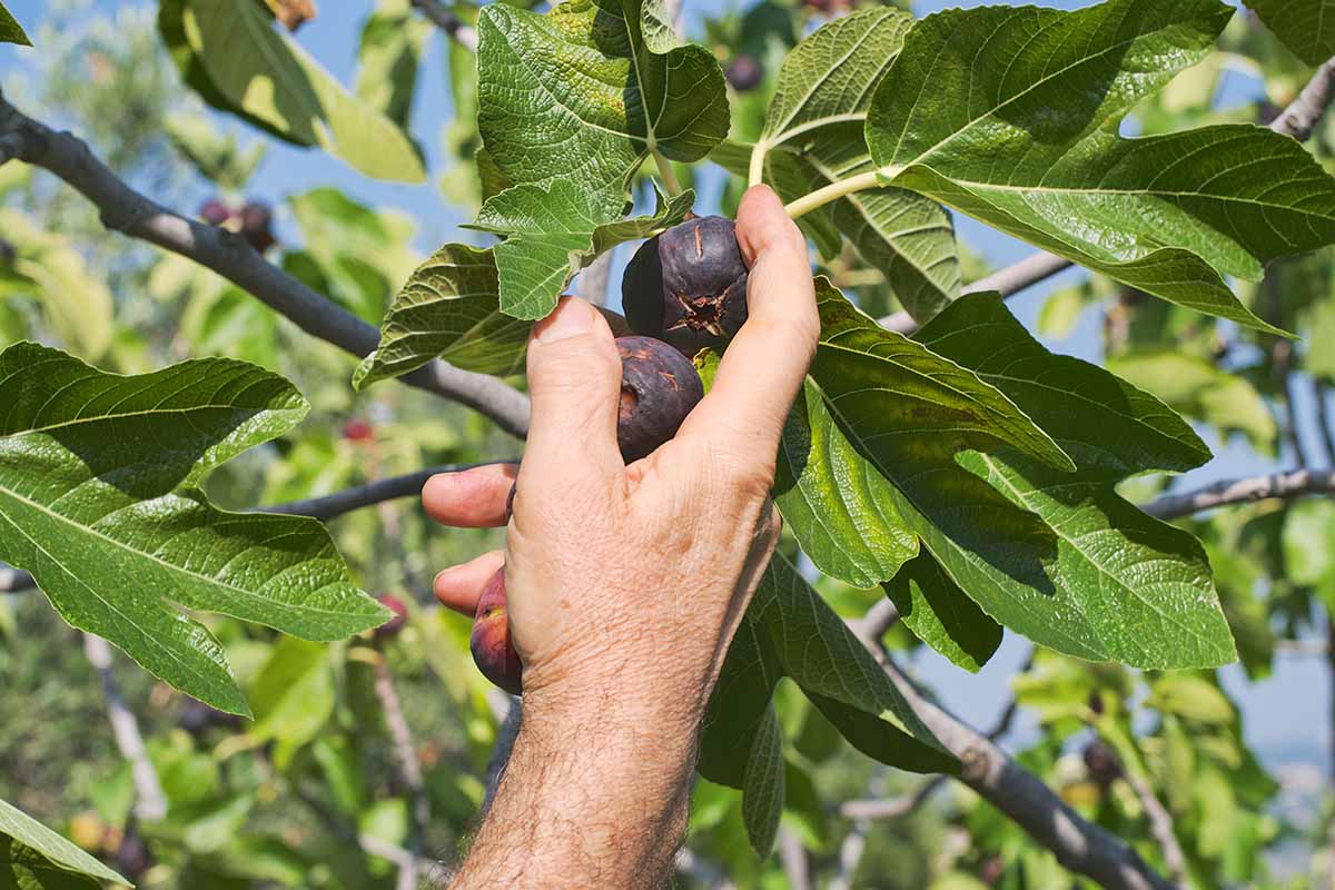 A close up horizontal image of a hand from the bottom of the frame harvesting fresh figs from the tree pictured in bright sunshine.