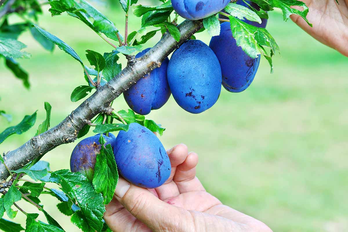 A close up horizontal image of a branch laden with ripe plums and two hands from the right of the frame harvesting them.
