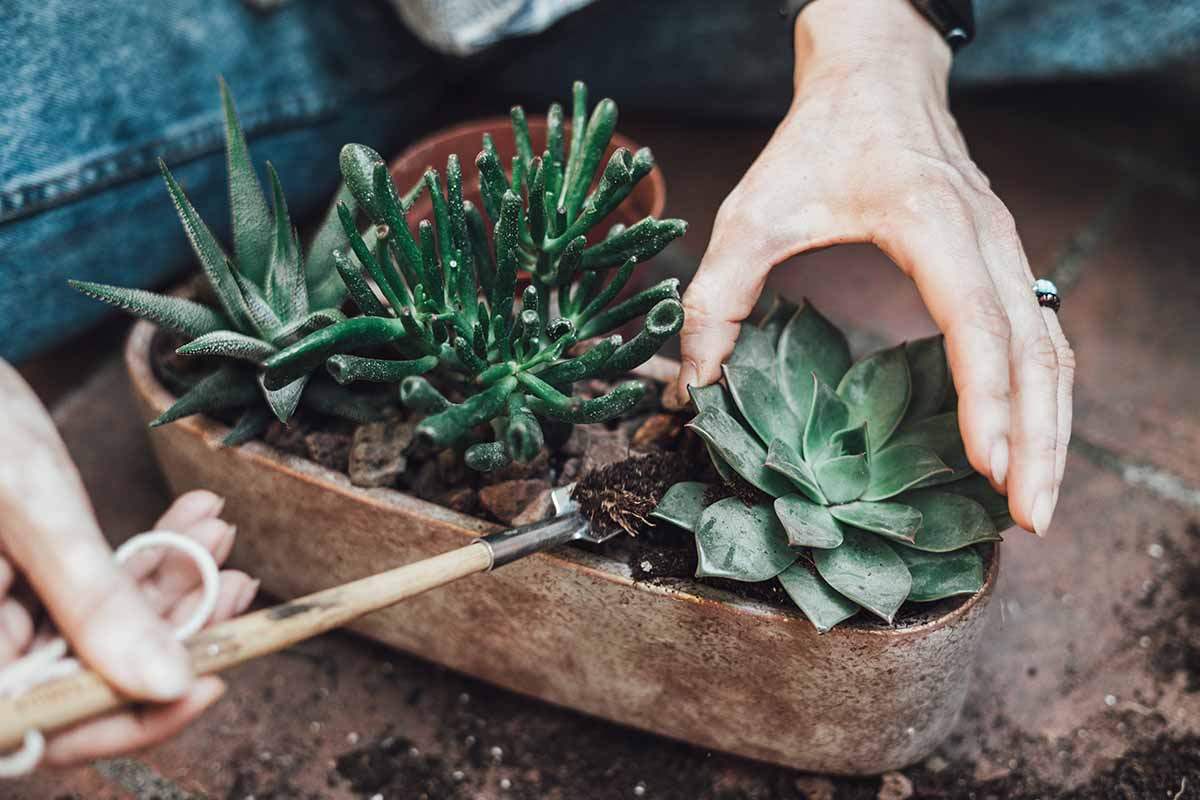 A close up horizontal image of a gardener planting succulents in a small pot indoors.
