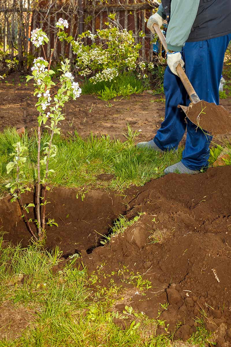 A vertical image of a gardener planting a fruit tree in the garden.