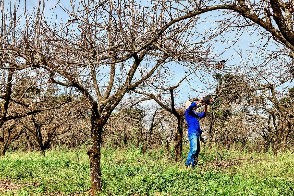 A horizontal image of a gardener pruning persimmon trees in an orchard.
