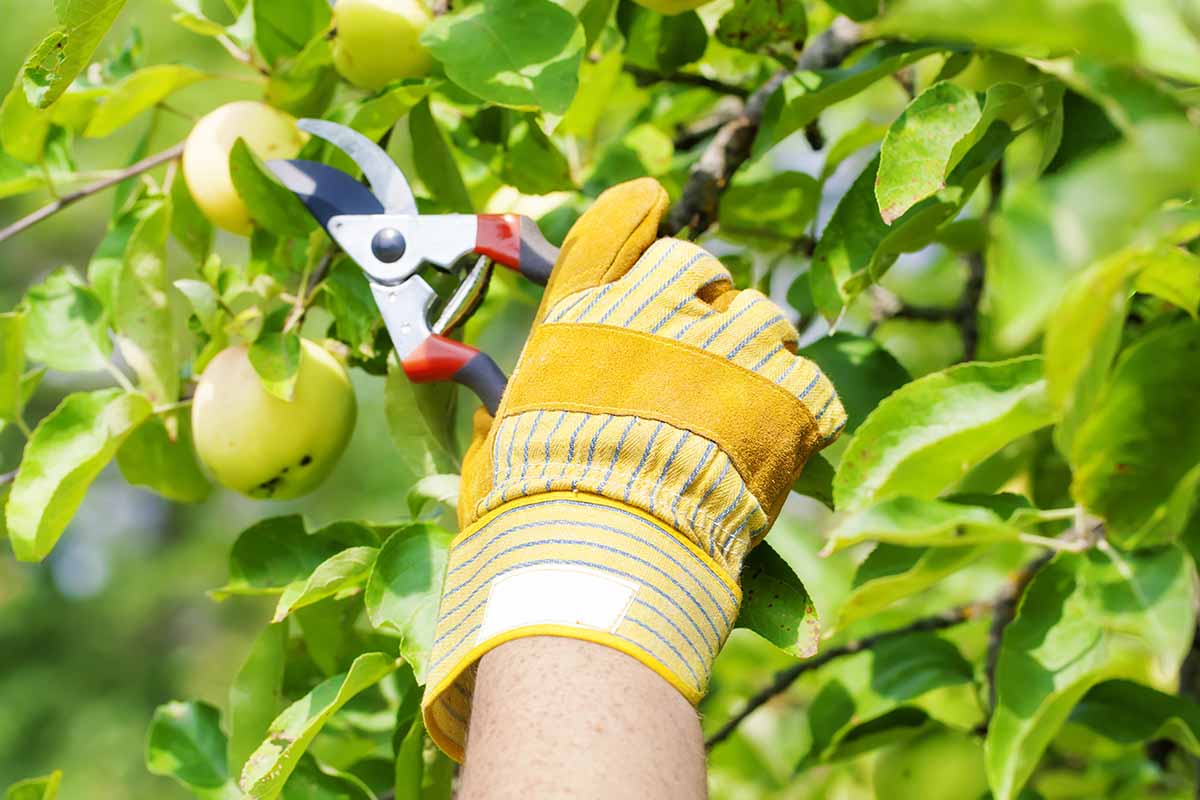 A close up horizontal image of a gloved hand using a pair of secateurs to prune an apple tree.