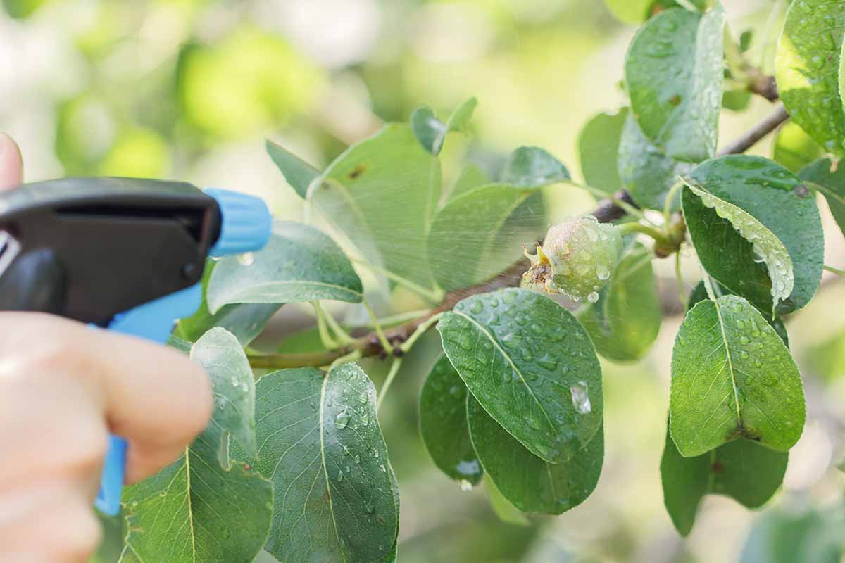 A close up horizontal image of a hand from the left of the frame spraying branches against pests, pictured on a soft focus background.