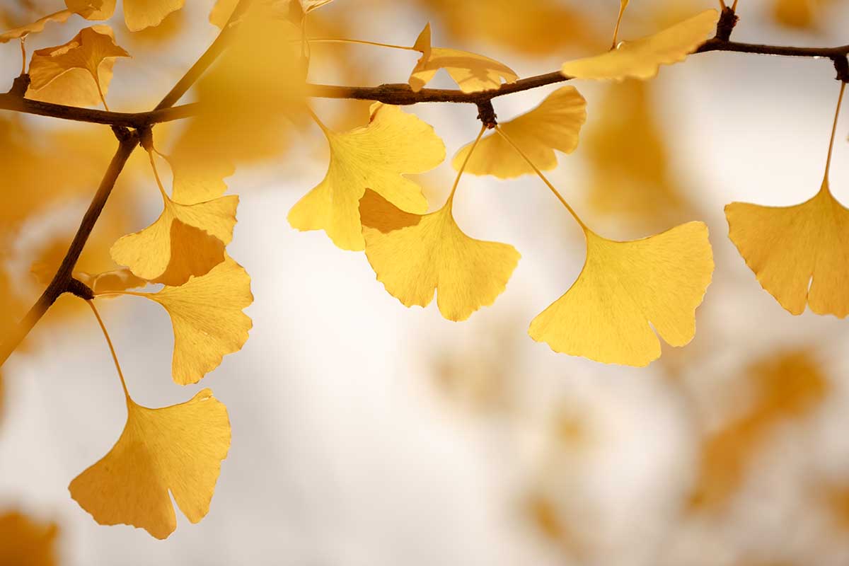 Une image horizontale en gros plan de feuilles de ginkgo jaune à l'automne, représentée sur un arrière-plan flou.