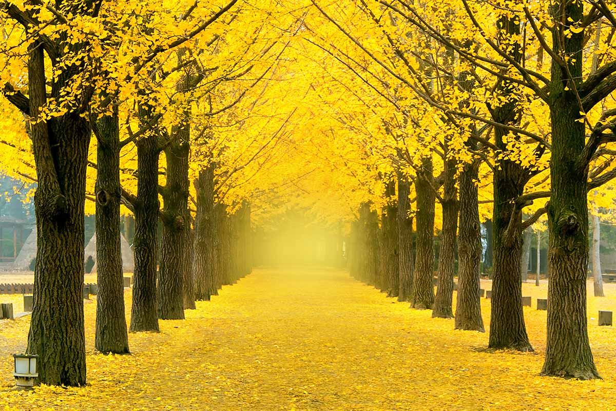 Une image horizontale de deux rangées de ginkgo bordant un large sentier dans un parc, aux couleurs jaunes d'automne.