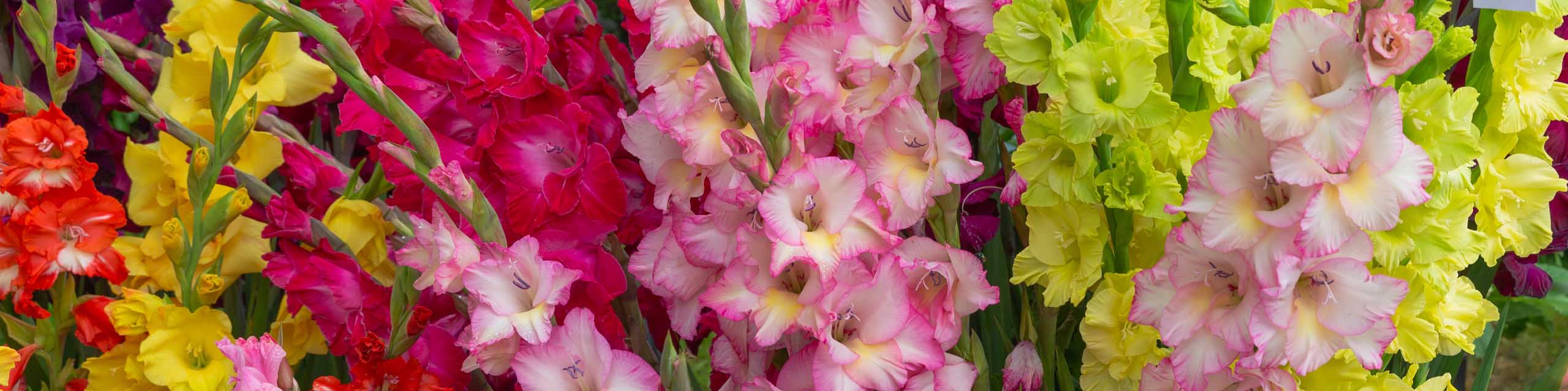 Different colors of gladioli flowers.