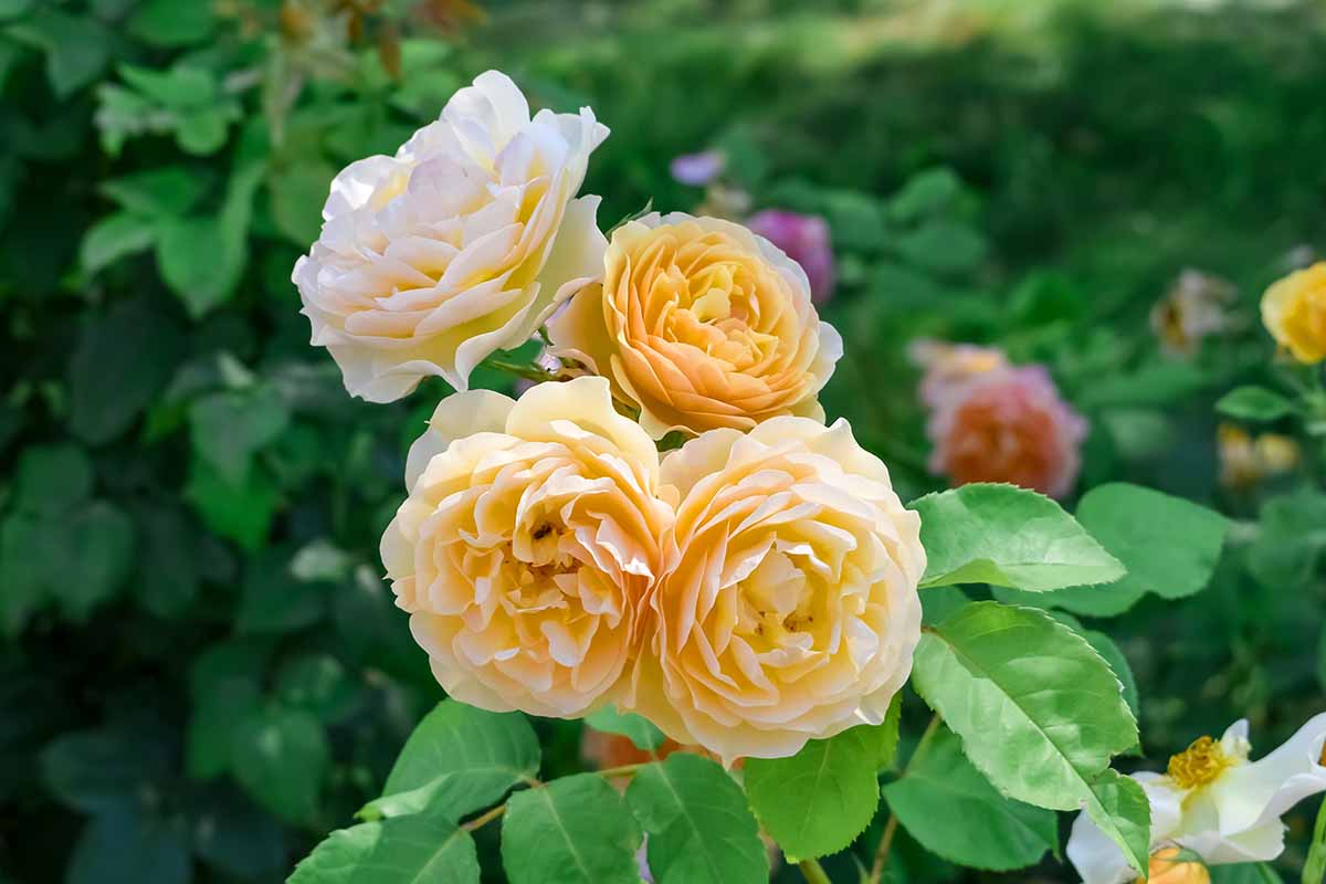 A close up square image of 'Golden Celebration' roses growing in the garden.