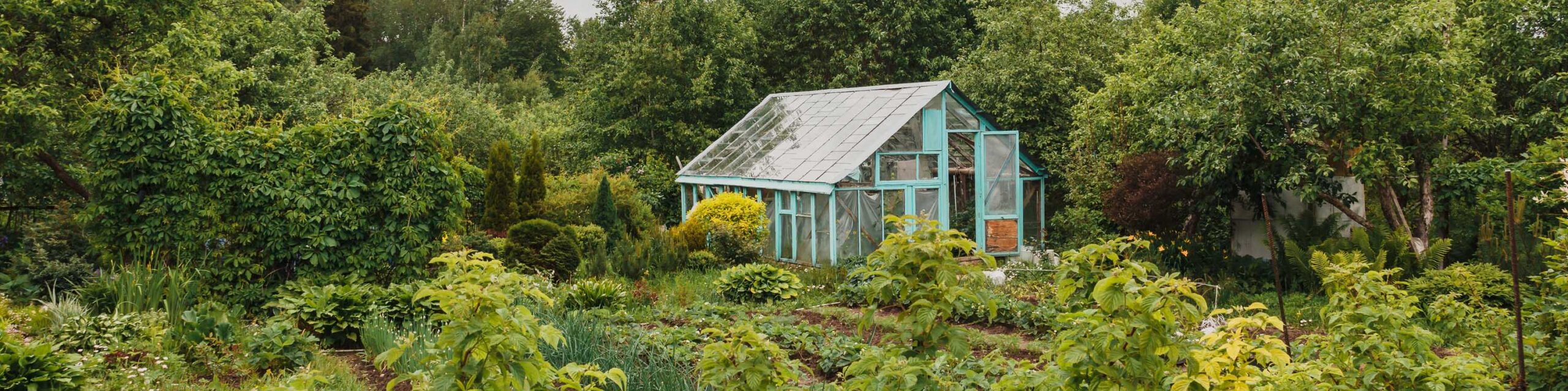 A large vegetable garden with a small greenhouse in the back.