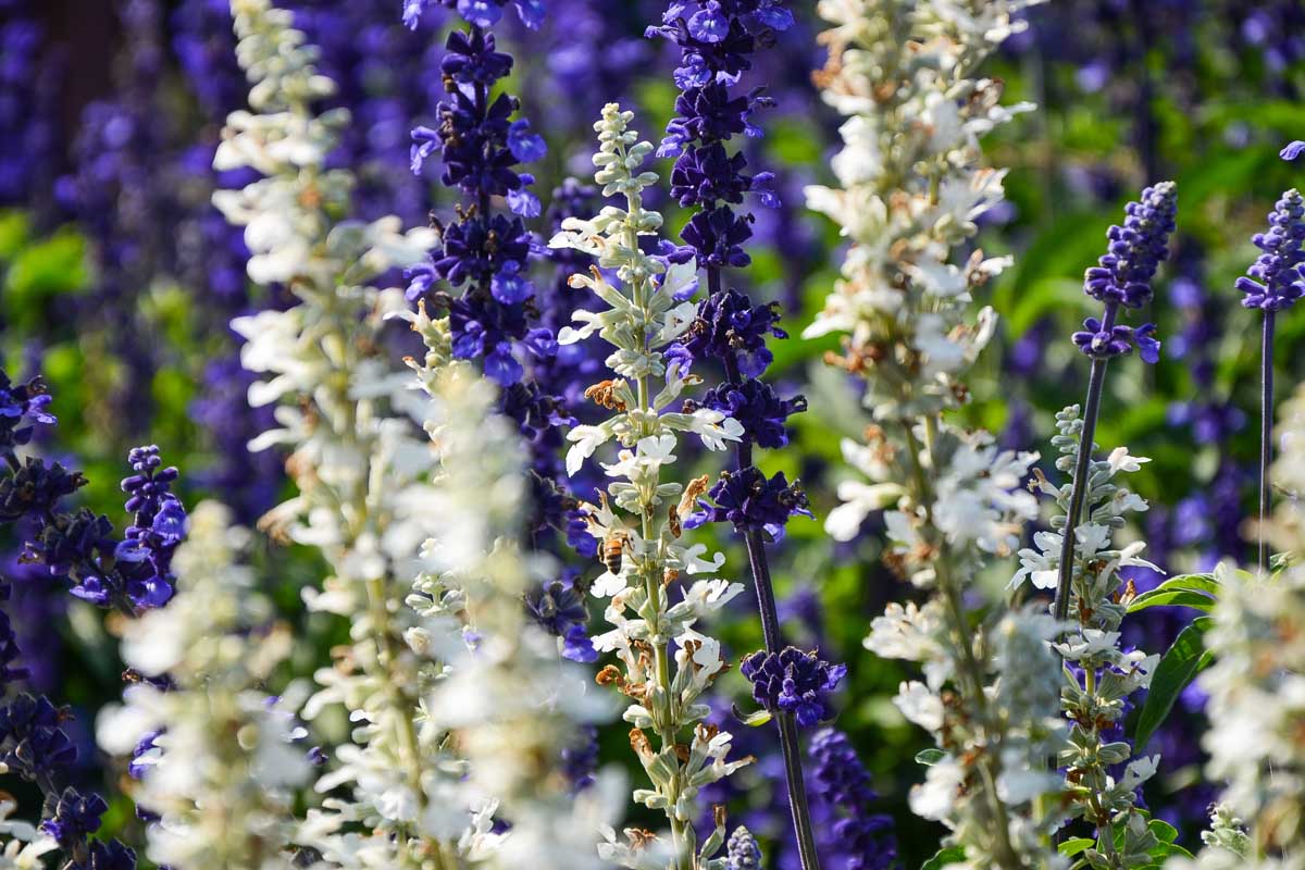 Royal blue and white salvia flowers.