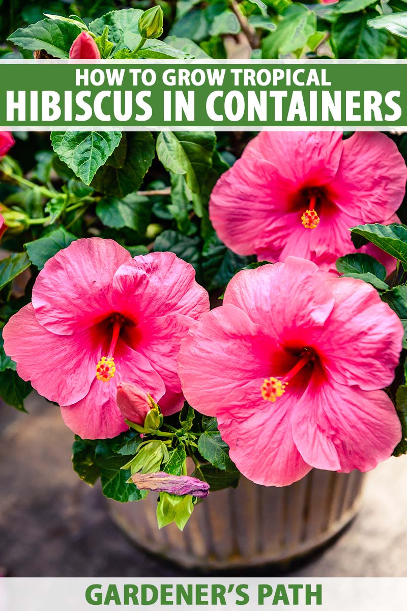 A close up vertical image of three pink tropical hibiscus flowers growing in a container. To the top and bottom of the frame is green and white printed text.