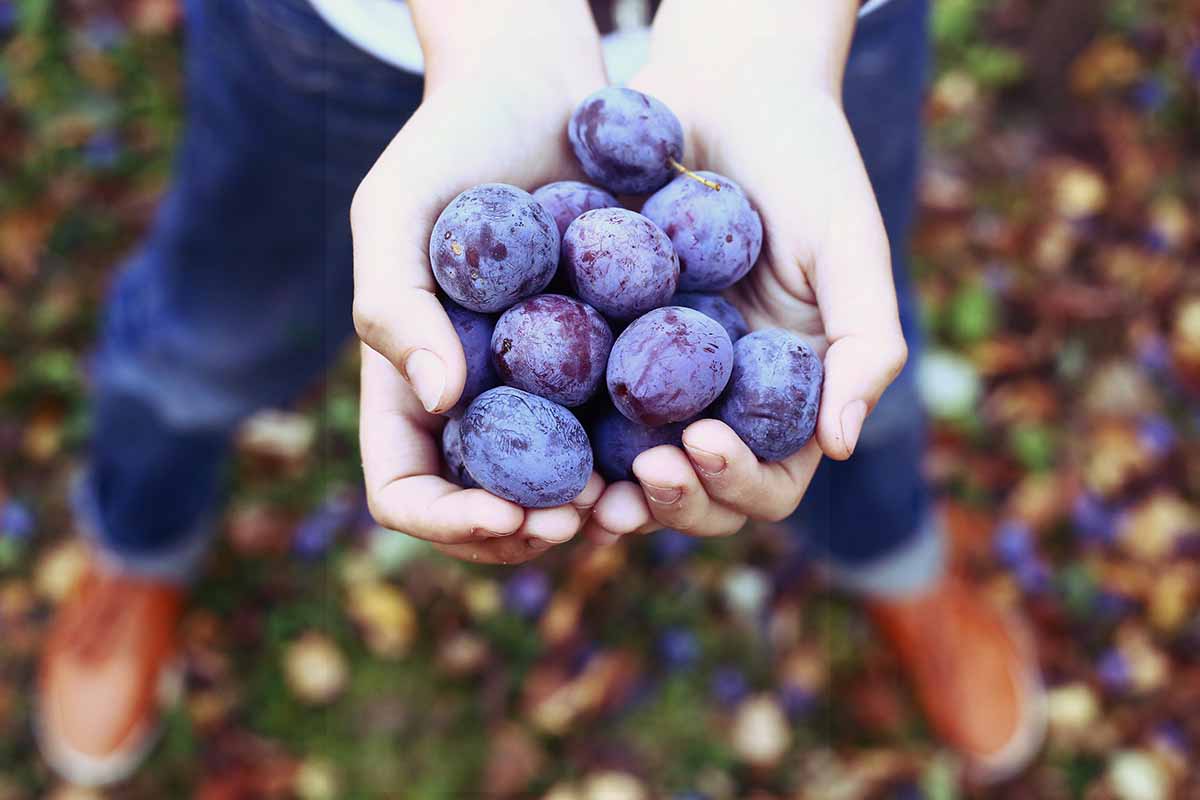 A close up horizontal image of a gardener holding a handful of freshly harvested plums.