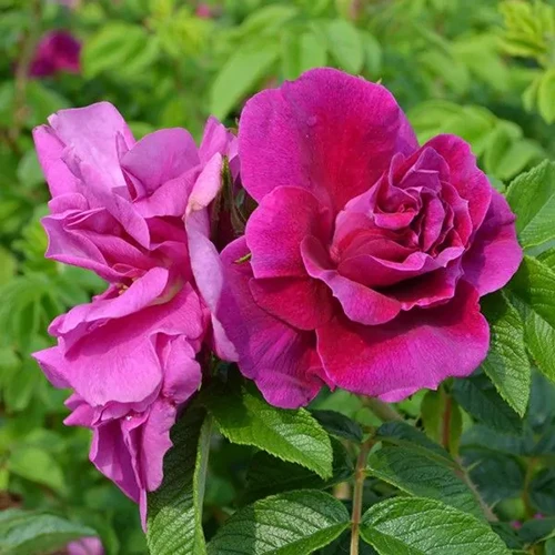 A square image of pink 'Hansa' hybrid rugosa roses growing in the garden.