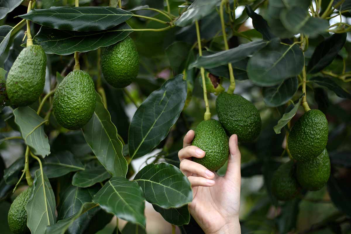 A close up horizontal image of a hand from the bottom of the frame harvesting an avocado from the orchard.