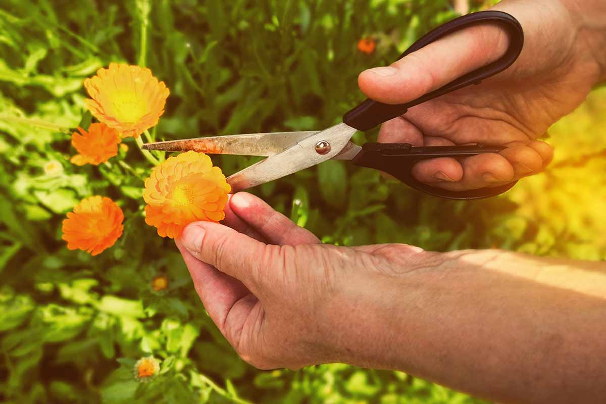 Une image horizontale en gros plan d'un jardinier utilisant une paire de ciseaux pour couper des fleurs de calendula orange.