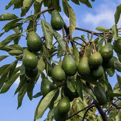 A square image of Persea americana 'Hass' fruits pictured on a blue sky background.