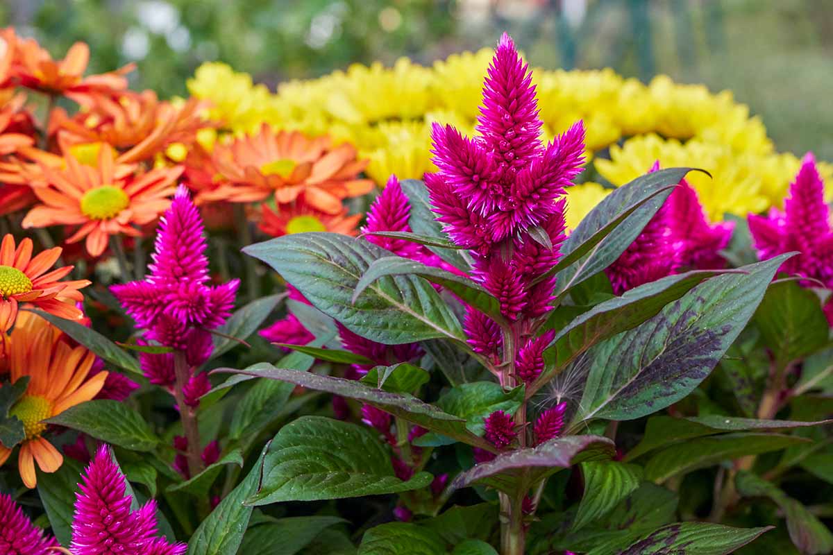 A close up horizontal image of celosia growing in a mixed border in the garden.