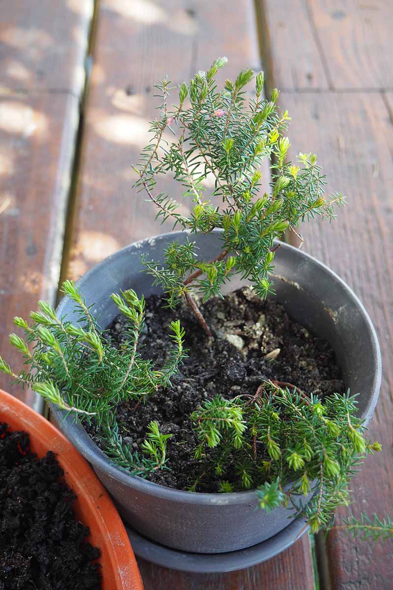 A close up vertical image of heather cuttings rooting in soil in a dark gray pot set on a wooden surface.