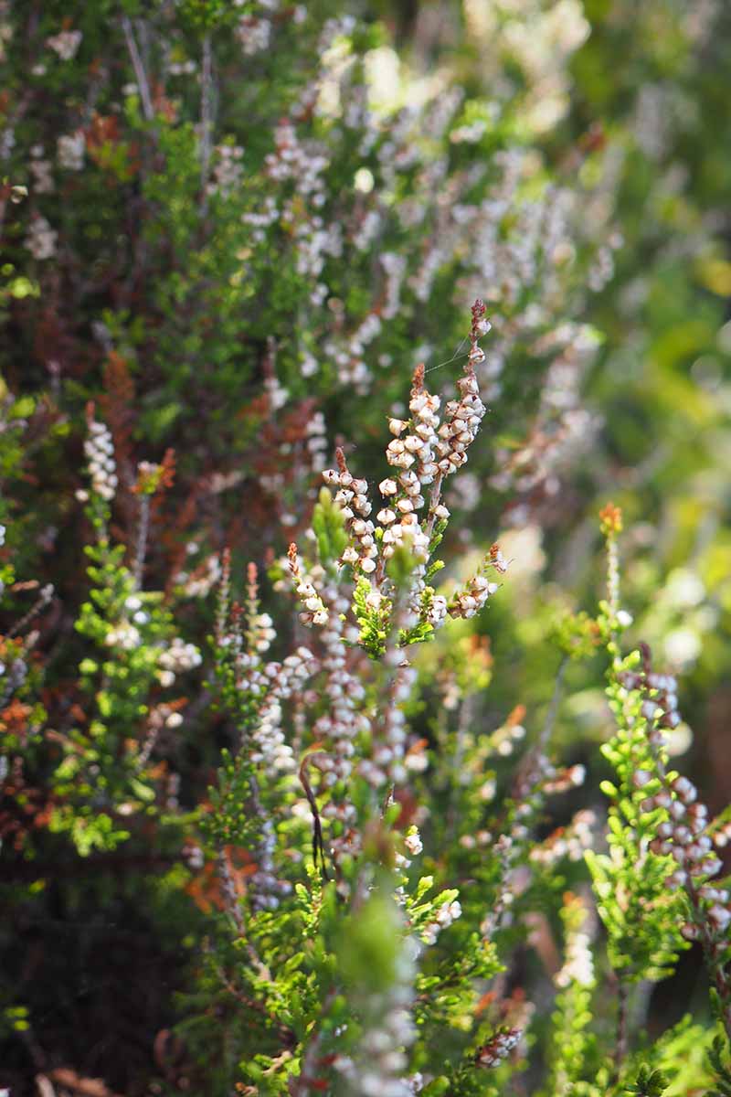A vertical image of heather plants growing in the garden pictured in light filtered sunshine.