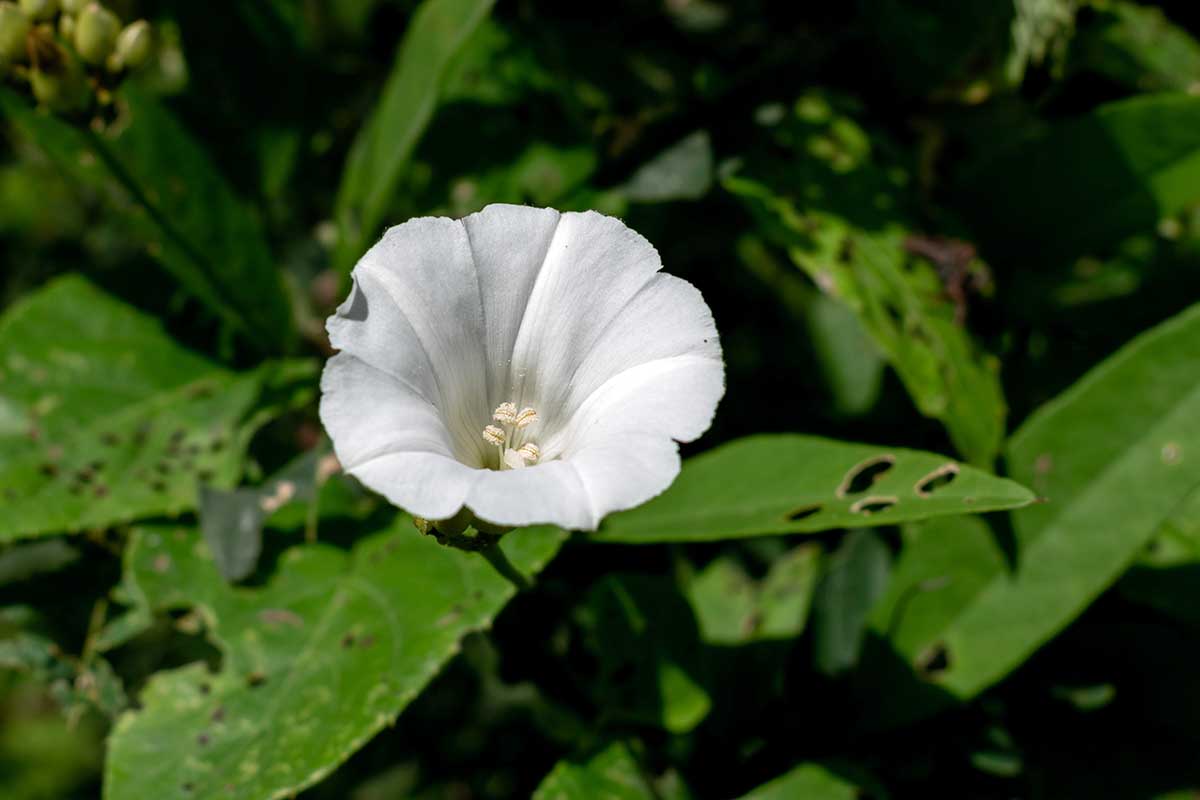 A close up horizontal image of a white flower of Calystegia sepium growing in the garden.