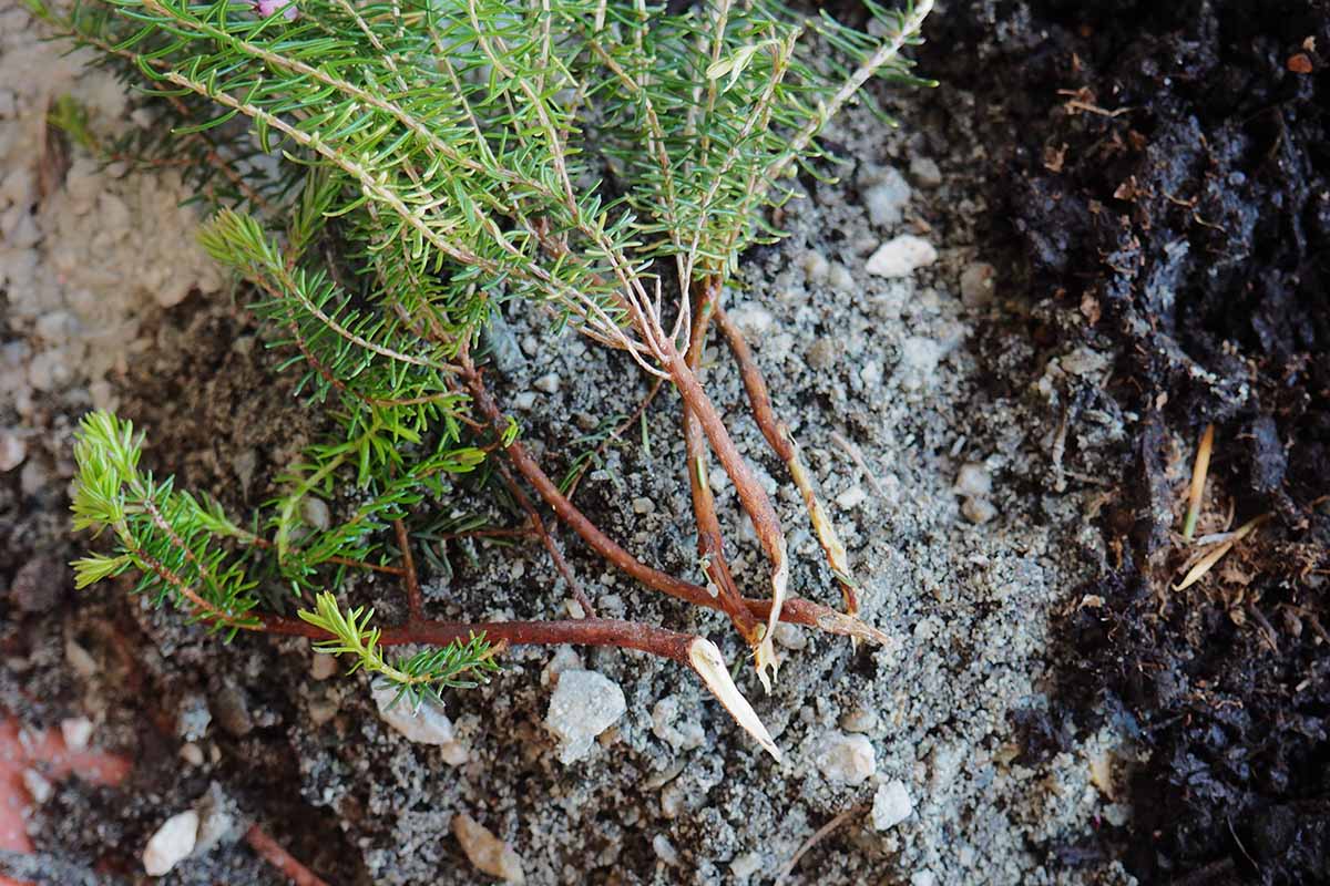 A close up horizontal image of heather cuttings set on the ground.