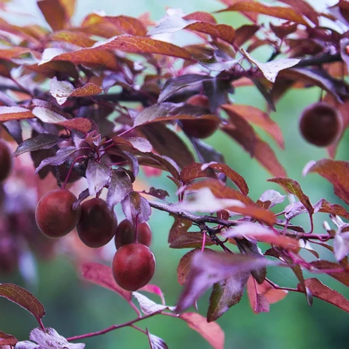 A close up square image of 'Hollywood' plums growing in the garden pictured on a soft focus background.