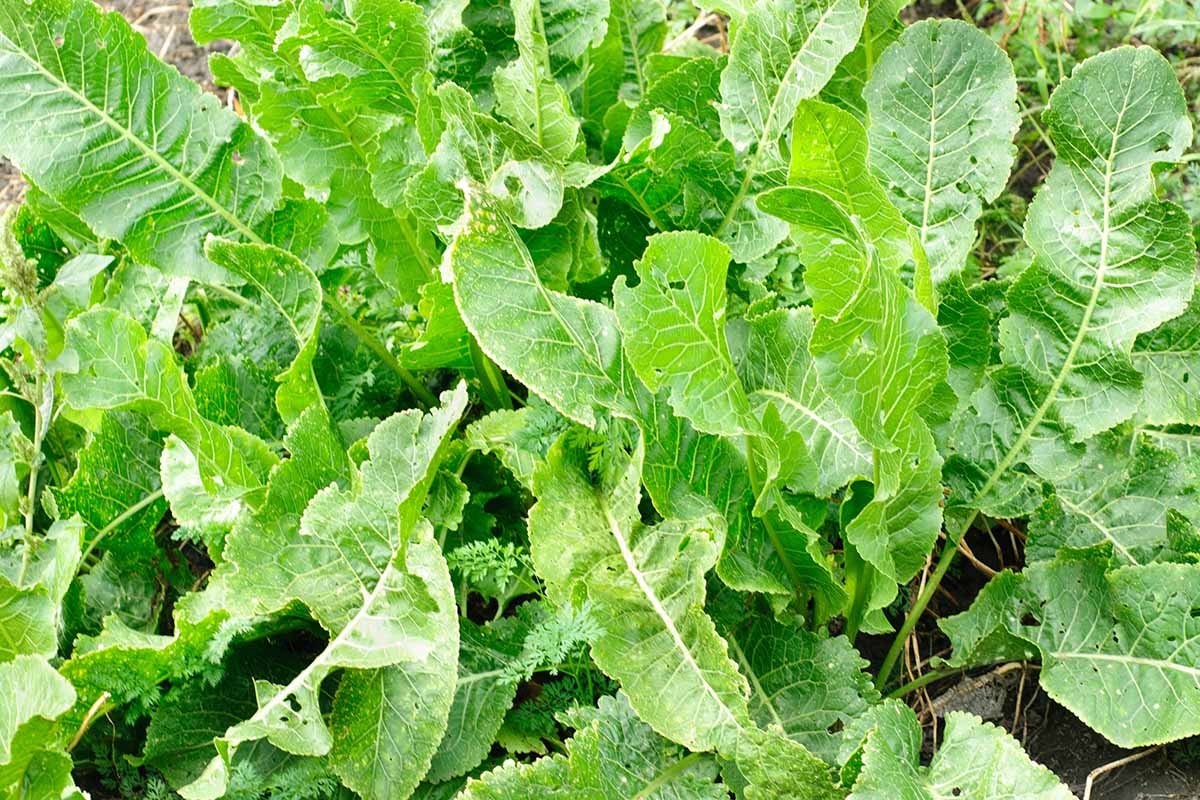 A close up horizontal image of the foliage of horseradish growing in the garden.