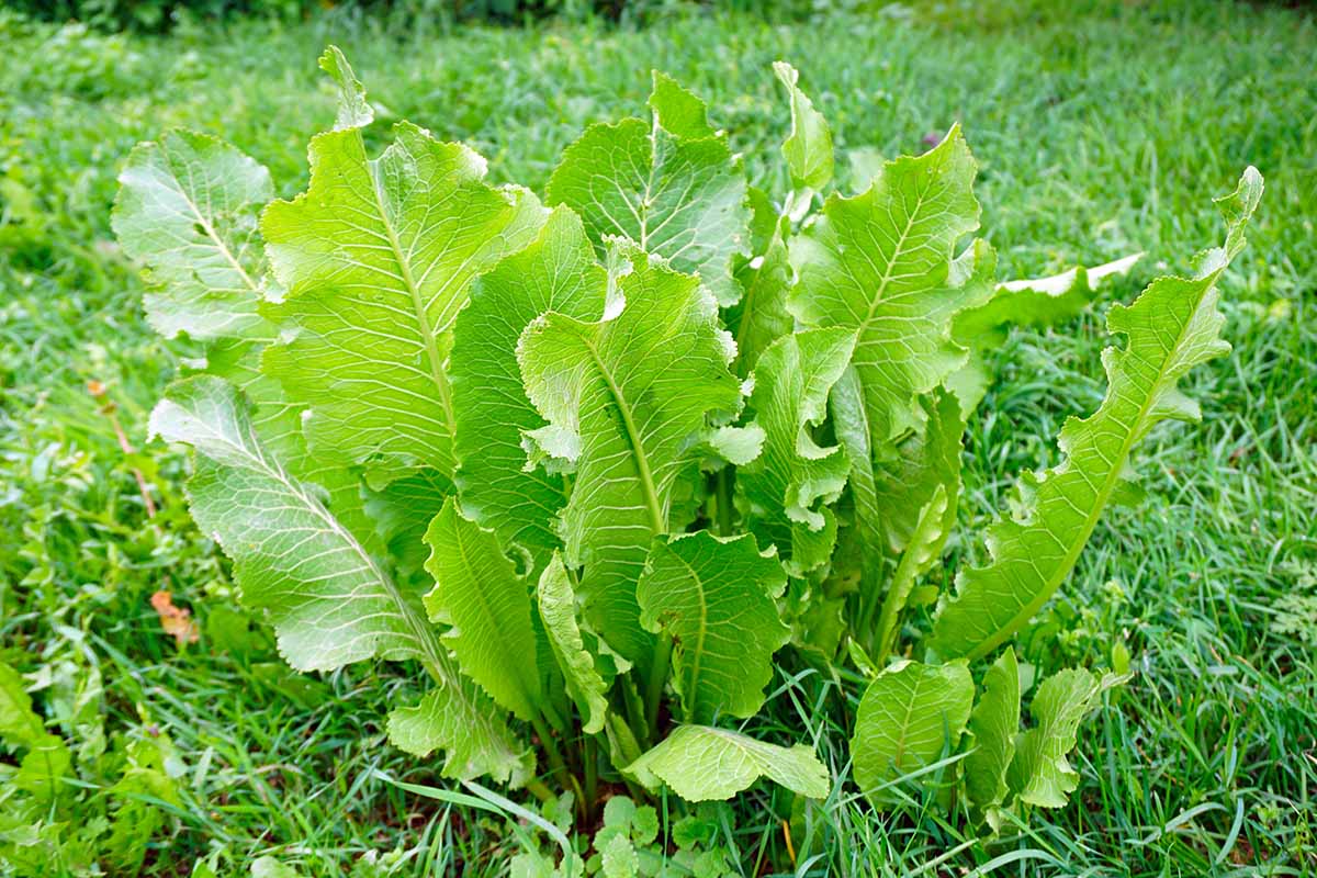 A horizontal image of a large horseradish (Armoracia rusticana) growing in the middle of a lawn.