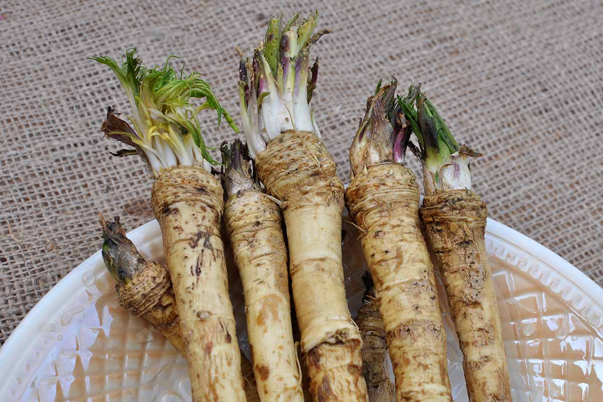 A close up horizontal image of freshly harvested and cleaned horseradish roots set on a white plate.