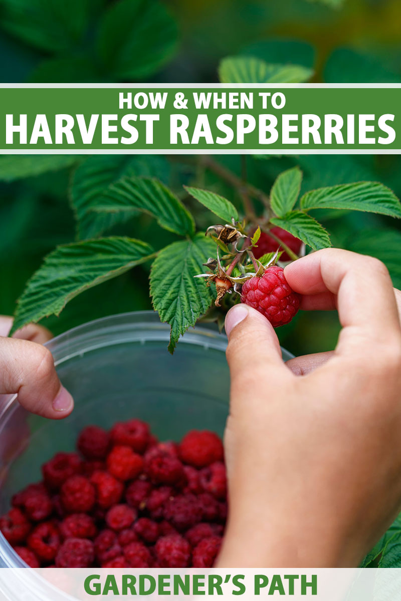 A vertical image of a hand harvesting raspberries into a clear bucket outdoors. To the top and bottom of the frame is green and white printed text.