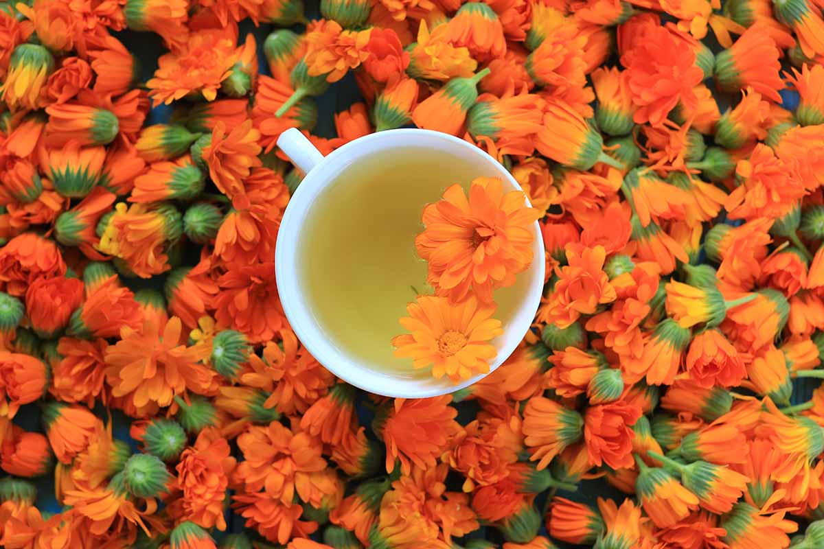 Une image horizontale en gros plan d'une tasse de thé au calendula fraîchement infusé avec des fleurs de souci en pot éparpillées tout autour.