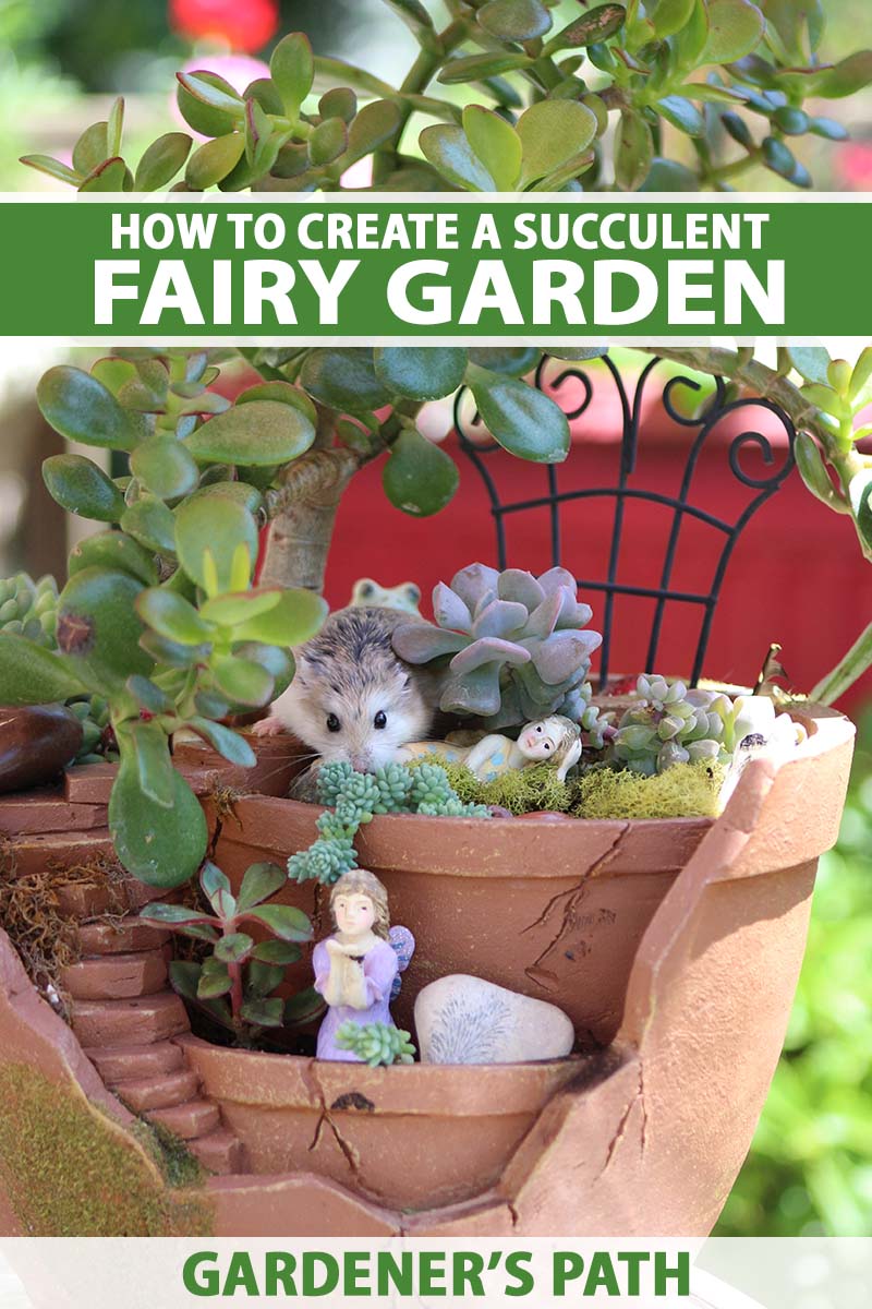 A close up vertical image of a succulent fairy garden growing in a terra cotta pot. To the top and bottom of the frame is green and white printed text.
