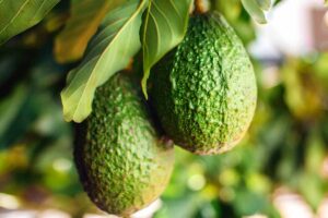 A close up horizontal image of two avocados growing on the tree, ready for harvest, pictured in light sunshine on a soft focus background.