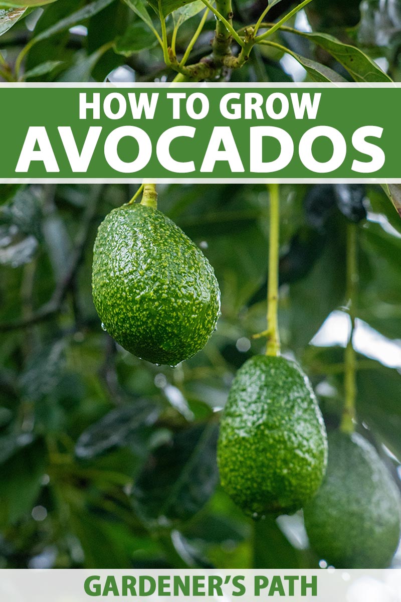 A close up vertical image of avocados growing on the tree pictured on a soft focus background. To the top and bottom of the frame is green and white printed text.