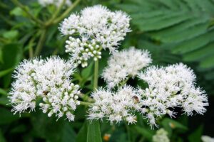 A close up horizontal image of white boneset (Eupatorium) flowers growing in the garden pictured on a soft focus background.