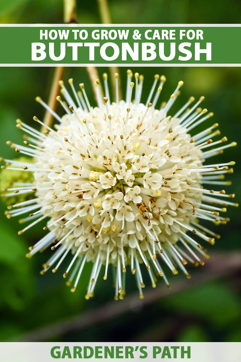 A close up vertical image of a buttonbush (Cephalanthus occidentalis) flower pictured on a soft focus background. To the top and bottom of the frame is green and white printed text.